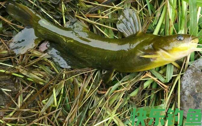 伊豆6号钩适合钓什么鱼(图1)