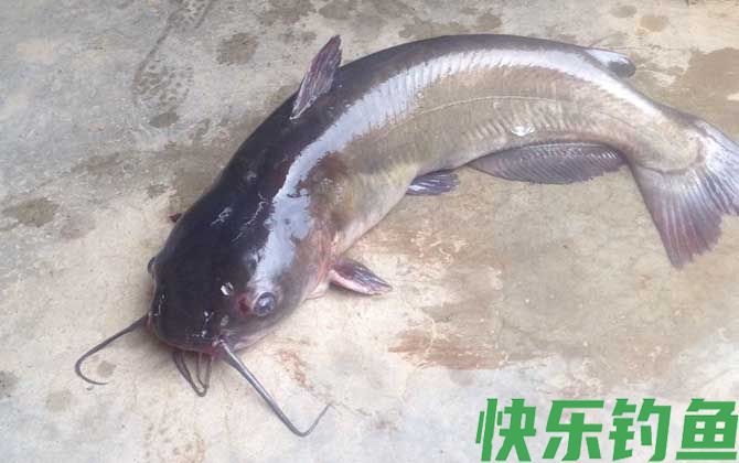 伊豆6号钩适合钓什么鱼(图2)