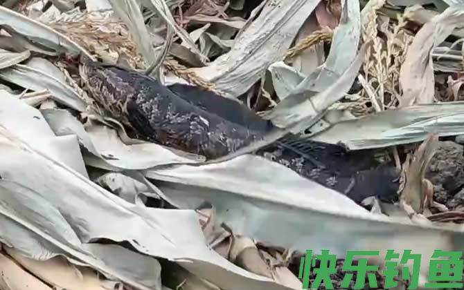 路亚黑鱼用几号pe线(图2)