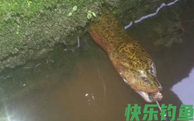 钓黄鳝的钩子哪种效果最好(图2)