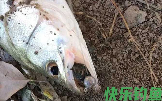 路亚铅头钩线组绑法图解(图3)