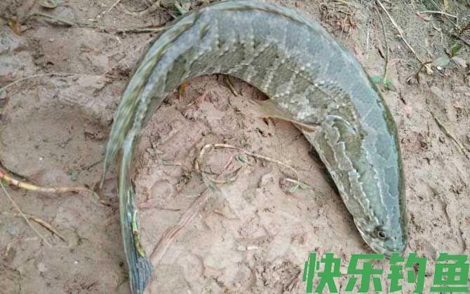 钓黑鱼用什么竿最好(图3)