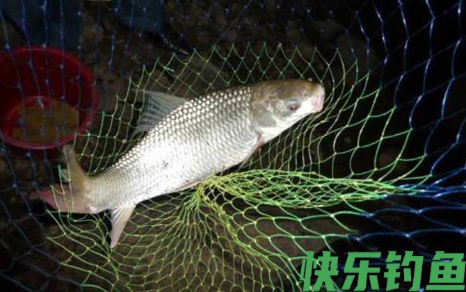钓鲮鱼用什么漂好(图4)