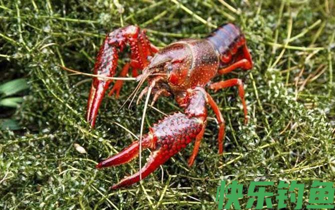潜江龙虾是哪里产的(图1)