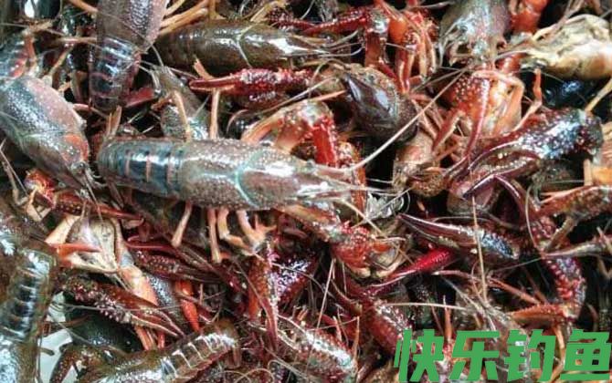 潜江龙虾是哪里产的(图4)
