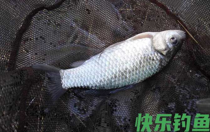 鲫鱼有几个品种(图1) 鲫鱼有几个品种(图1)