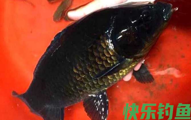 鲫鱼有几个品种(图8) 鲫鱼有几个品种(图8)