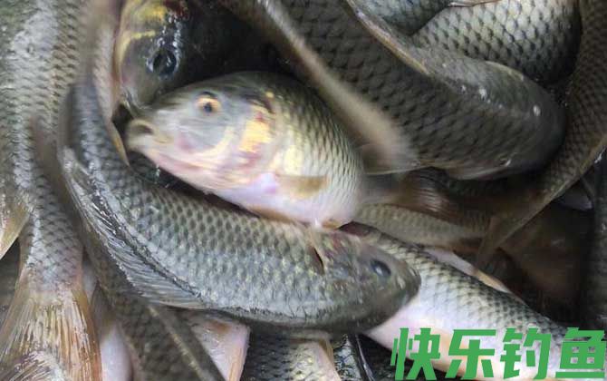 禾花鱼是鲫鱼还是鲤鱼(图1)