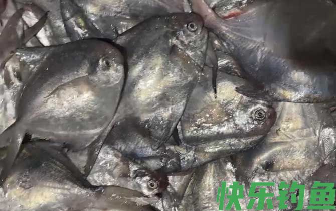 银鲳鱼刺多吗(图2)