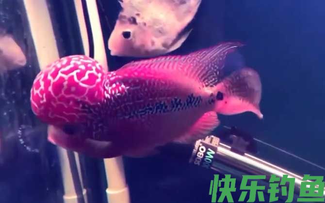 罗汉鱼价格多少钱一尾(图3)