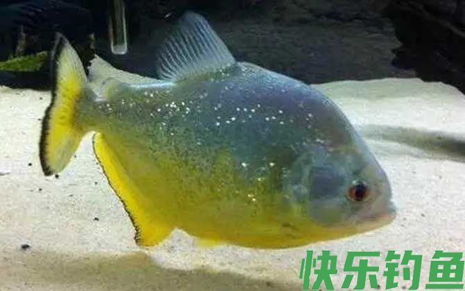 食人鱼是鲳鱼吗(图3)
