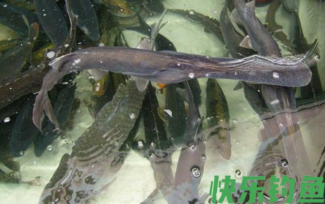 匙吻鲟是什么动物(图3)