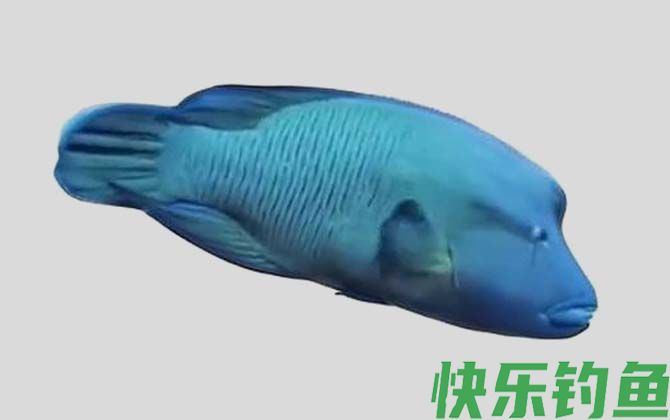 国家二级保护鱼类名称及图片大全(图2)