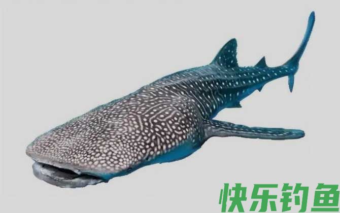 国家二级保护鱼类名称及图片大全(图5)