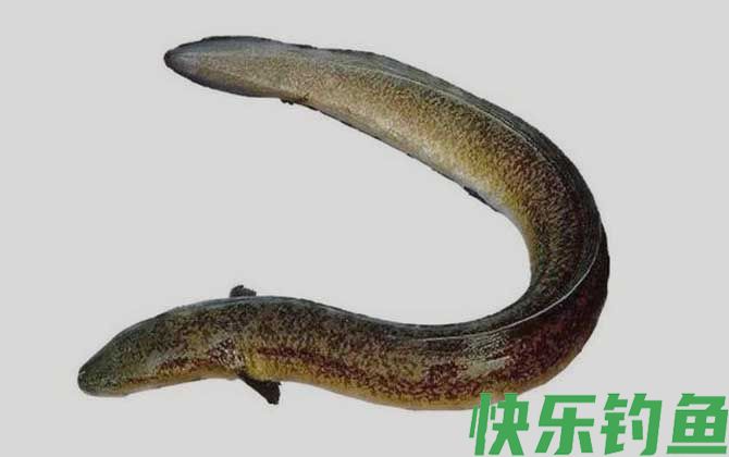 国家二级保护鱼类名称及图片大全(图11)