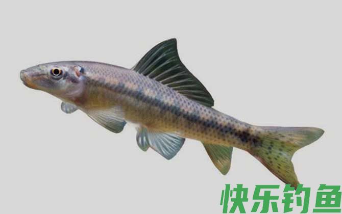 国家二级保护鱼类名称及图片大全(图12)