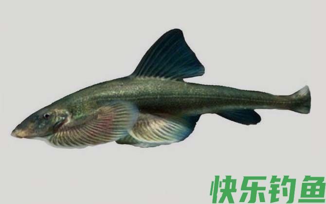 国家二级保护鱼类名称及图片大全(图23)