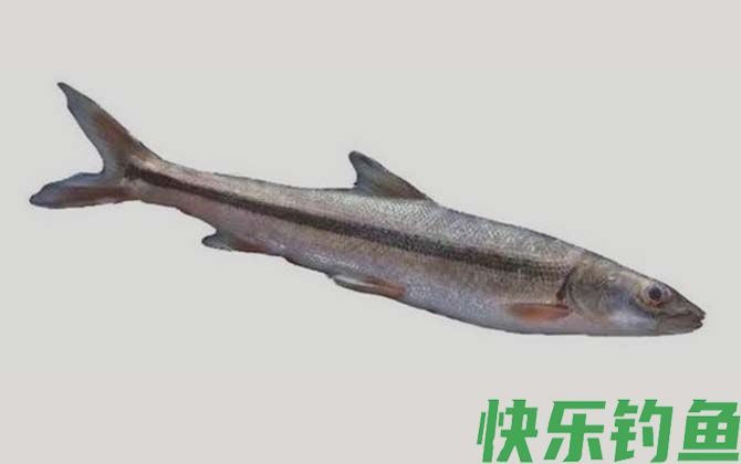 国家二级保护鱼类名称及图片大全(图24)