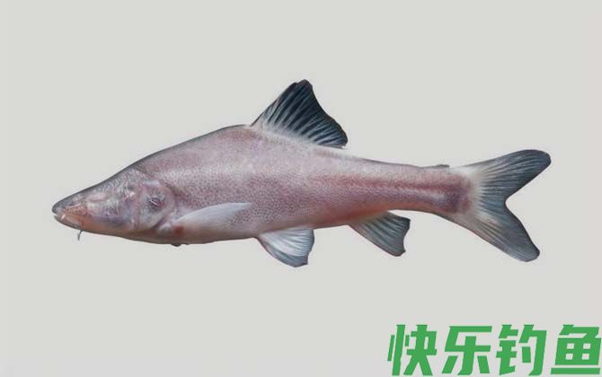 国家二级保护鱼类名称及图片大全(图25)