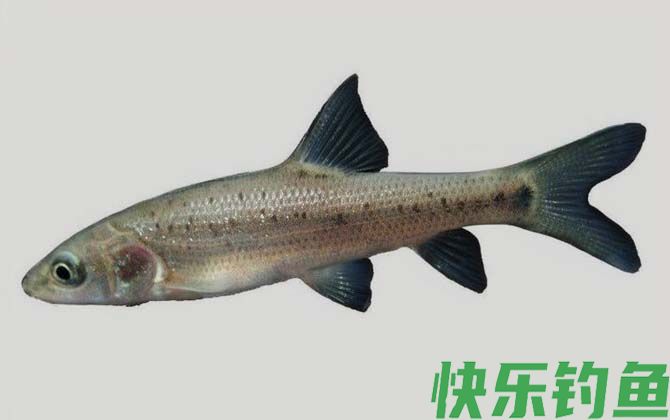 国家二级保护鱼类名称及图片大全(图31)