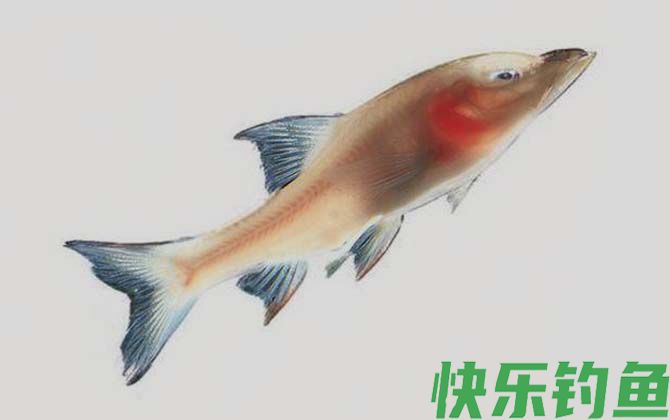 国家二级保护鱼类名称及图片大全(图32)