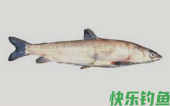 国家二级保护鱼类名称及图片大全(图35)