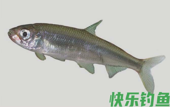 国家二级保护鱼类名称及图片大全(图37)