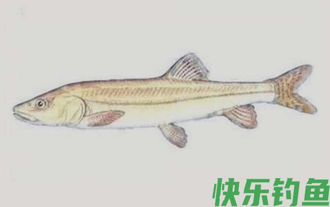 国家二级保护鱼类名称及图片大全(图44)