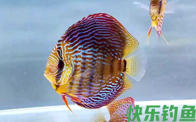 七彩神仙鱼繁殖方法(图1)