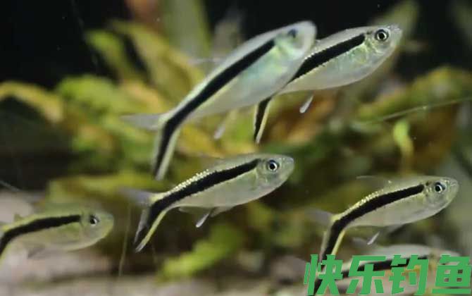 黑白线鱼是什么鱼(图1)