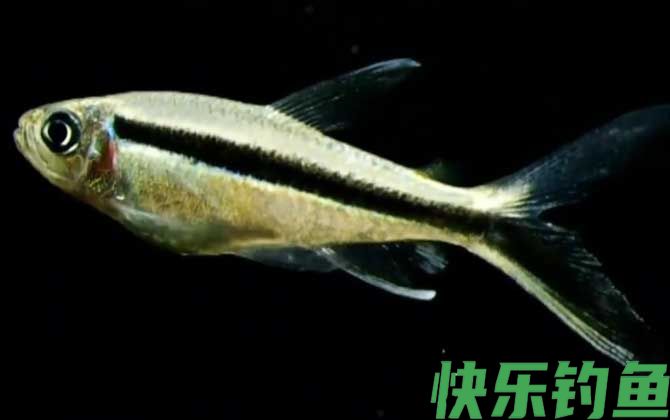 黑白线鱼是什么鱼(图2)