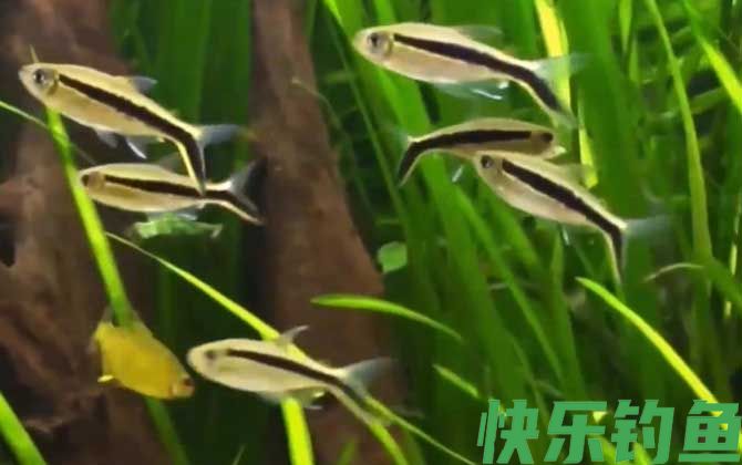黑白线鱼是什么鱼(图3)