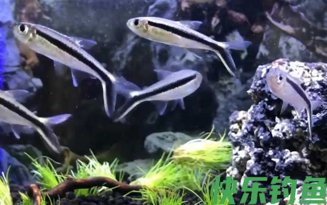 黑白线鱼是什么鱼(图4)