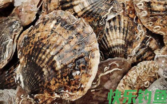 扇贝有寄生虫吗(图3)