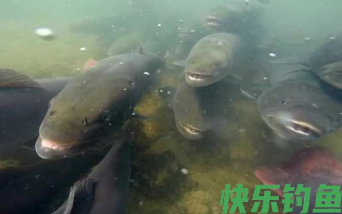 哲罗鲑能吃吗(图3)