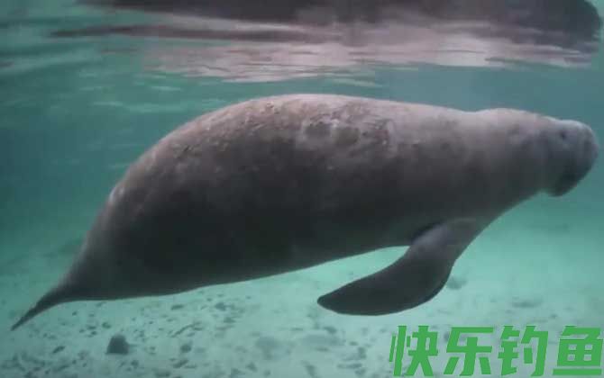 儒艮和海牛的区别(图4)