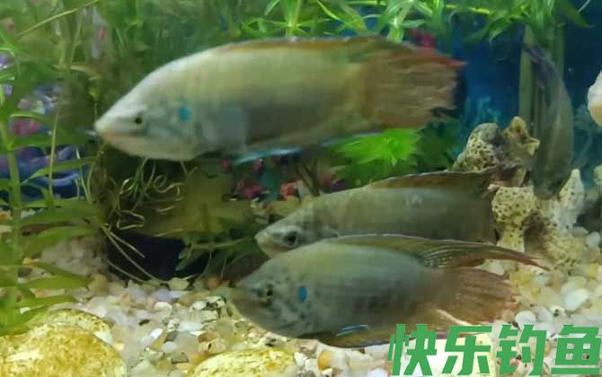 中国斗鱼是什么鱼(图1)