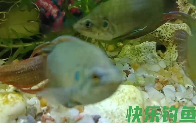 中国斗鱼是什么鱼(图3)