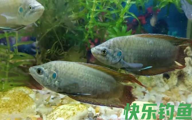 中国斗鱼是什么鱼(图4)