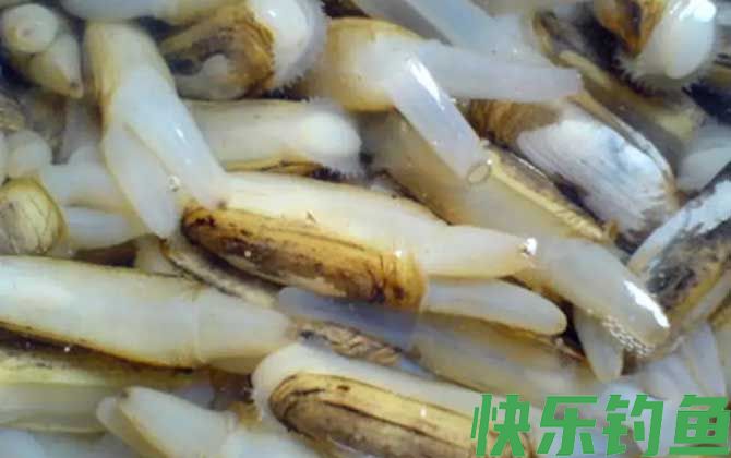 竹蛏是什么动物(图2)