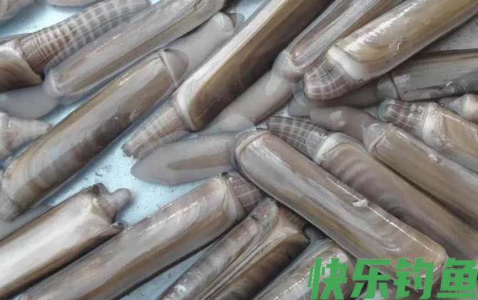 竹蛏是什么动物(图3)