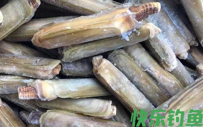 竹蛏是什么动物(图4)