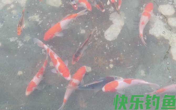 锦鲤买大的还是买小的(图3)
