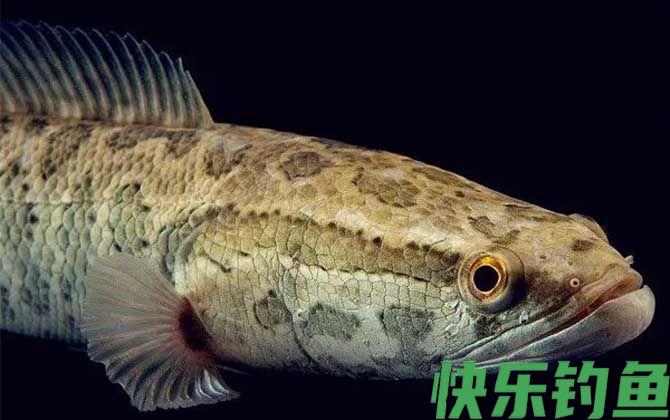 斑鳢是什么鱼(图1)