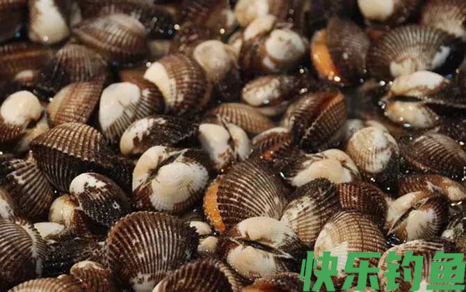 血蛤是什么动物(图3)