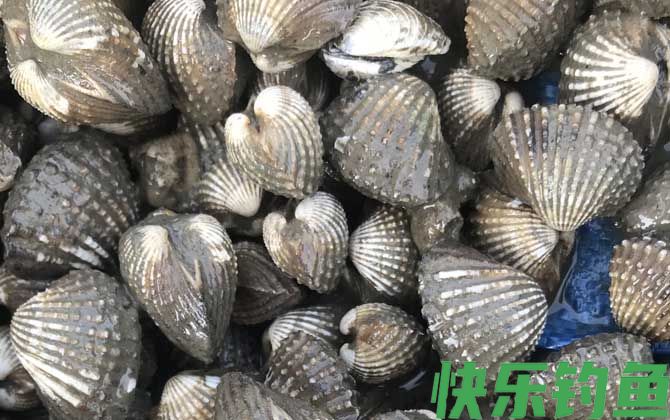 血蛤是什么动物(图2)