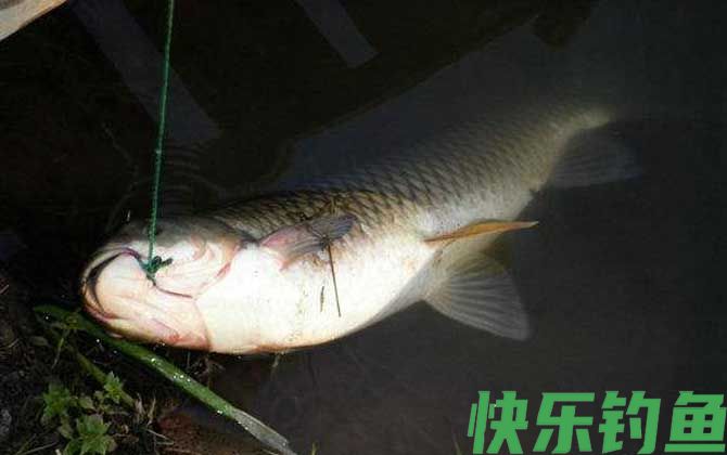 鳊鱼和草鱼哪个好吃(图4)