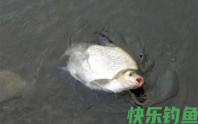 鳊鱼和草鱼哪个好吃(图1)