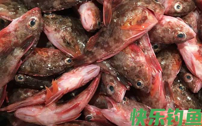 红biubiu鱼是什么鱼(图1)