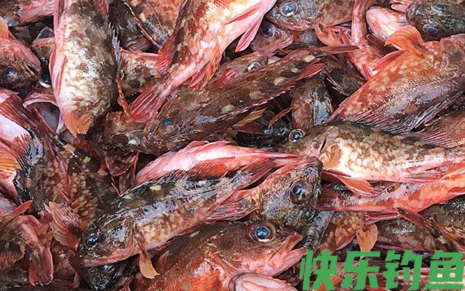 红biubiu鱼是什么鱼(图3)